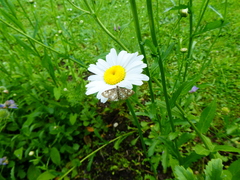 Anania coronata