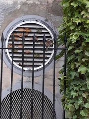 Passer domesticus domesticus