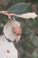 Plagiotrochus quercusilicis