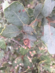 Plagiotrochus quercusilicis