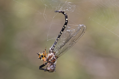 Archaeosynthemis leachii