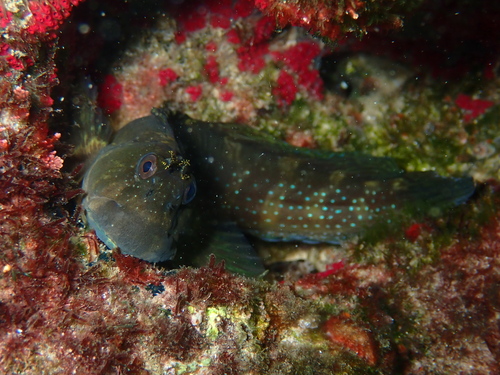 Peacock blenny (Istiblennius meleagris) — Blenniidae — 5
