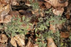 Chamaecytisus hirsutus
