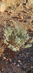 Teucrium capitatum