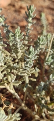Teucrium capitatum