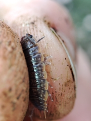 Porcellio dispar