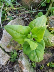 Tetragonia