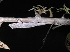 Hemidactylus leschenaultii