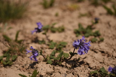 Dracocephalum imberbe