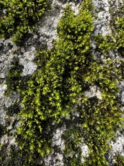 Syntrichia ruralis