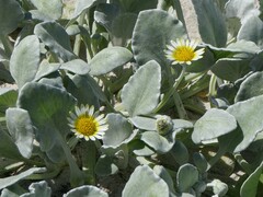 Arctotheca populifolia