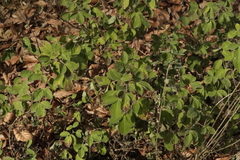 Chamaecytisus hirsutus