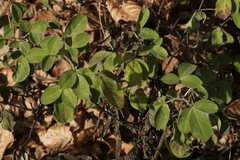 Chamaecytisus hirsutus