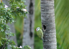 Xiphidiopicus percussus