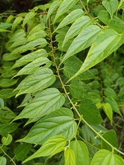 Trema cannabina
