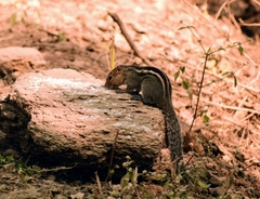 Funambulus tristriatus