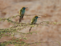 Merops cyanophrys cyanophrys