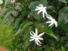 Angiospermae