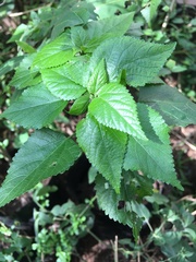Acalypha glabrata