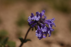 Dracocephalum imberbe