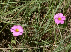 Oxalis obliquifolia