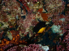 Microlipophrys canevae