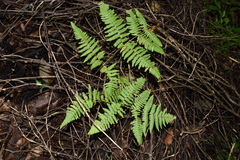 Pteridium aquilinum feei