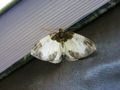 Mesoleuca albicillata