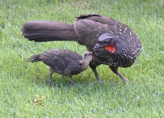 Dusky-Legged Guan photo 2