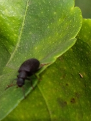Coleoptera
