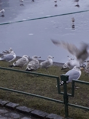 Larus argentatus