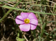 Oxalis obliquifolia