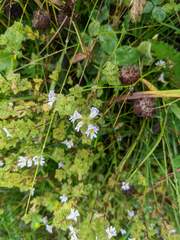 Euphrasia officinalis