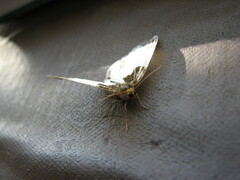 Mesoleuca albicillata