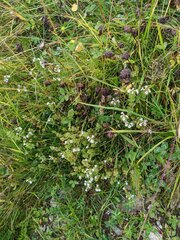 Euphrasia officinalis
