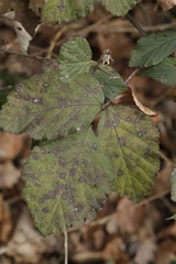 Phragmidium violaceum