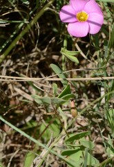 Oxalis obliquifolia
