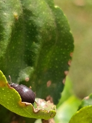 Coleoptera