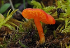 Hygrocybe calciphila