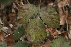 Phragmidium violaceum