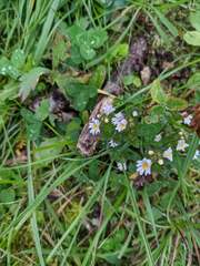 Euphrasia officinalis