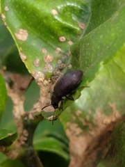 Coleoptera