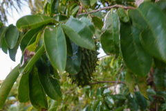 Annona muricata