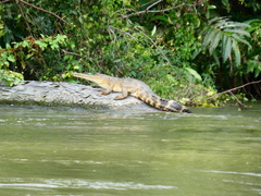 Mecistops leptorhynchus