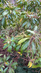 Pieris japonica