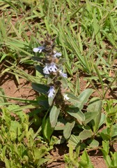 Ajuga ophrydis