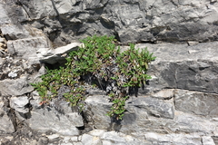 Dryas viscosa