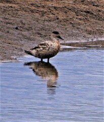 Lophonetta specularioides