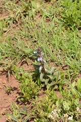 Ajuga ophrydis