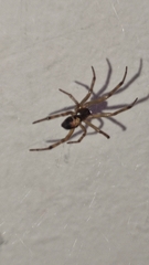 Steatoda